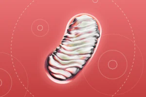 Inflammation & Mitochondrial Health